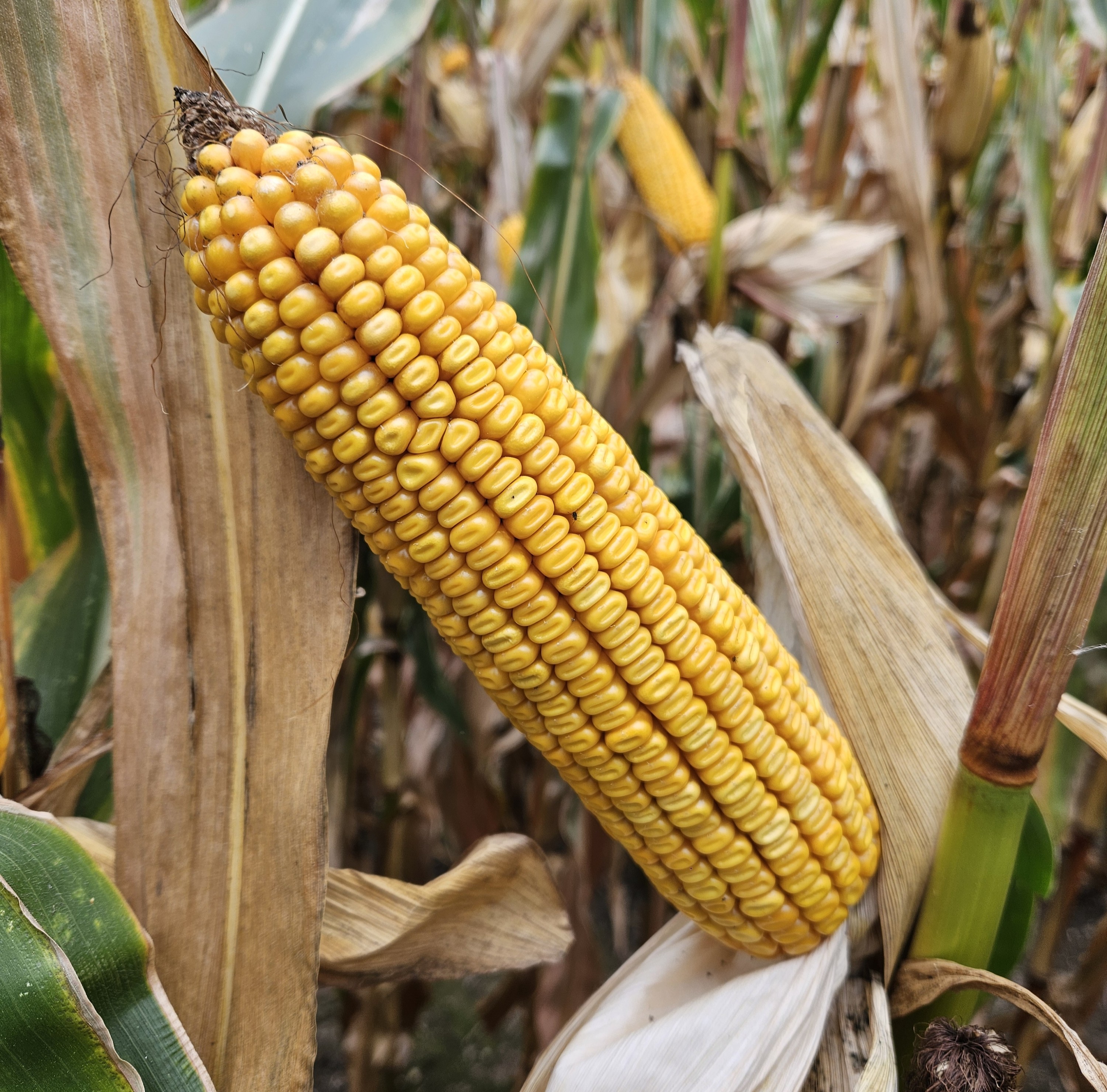 MDM3335